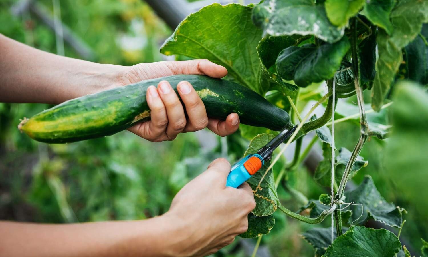 Best Vegetables for Your Small Backyard Garden