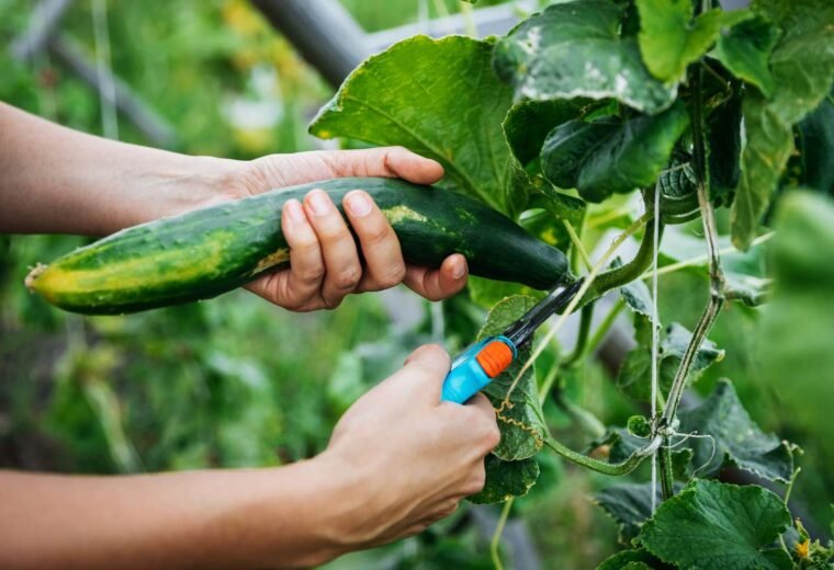 Best Vegetables for Your Small Backyard Garden